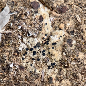 Buellia sp. at Kaleen, ACT - 12 Oct 2025 by Hejor1