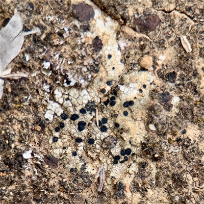 Buellia sp. at Kaleen, ACT - 12 Oct 2025 by Hejor1