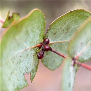 Eucalyptus blakelyi at Kaleen, ACT - 12 Oct 2025 by Hejor1