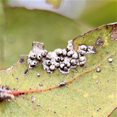 Ophelimus maskellii (Eucalyptus Gall Wasp) at Kaleen, ACT - 12 Oct 2025 by Hejor1