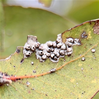 Ophelimus maskellii (Eucalyptus Gall Wasp) at Kaleen, ACT - 12 Oct 2025 by Hejor1