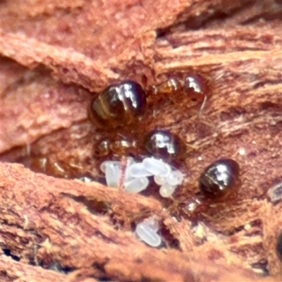 Stigmacros sp. (genus) (An Ant) at Kaleen, ACT - 12 Oct 2025 by Hejor1