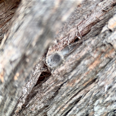 Segestriidae sp (family) (Tube Dwelling Spider) at Kaleen, ACT - 12 Oct 2025 by Hejor1