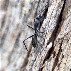 Camponotus sp. (genus) (A sugar ant) at Kaleen, ACT - 12 Oct 2025 by Hejor1