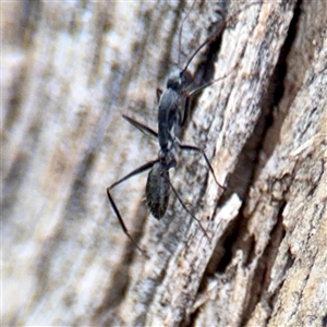 Camponotus sp. (genus) at Kaleen, ACT - 12 Oct 2025 by Hejor1