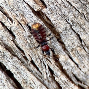 Reduviidae (family) at Kaleen, ACT - 12 Oct 2025 by Hejor1