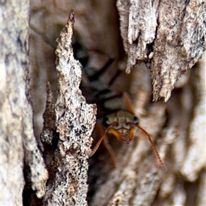 Myrmecia pilosula at Kaleen, ACT - 12 Oct 2025 by Hejor1