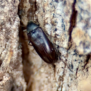 Ripiphoridae (family) at Kaleen, ACT - 12 Oct 2025 by Hejor1
