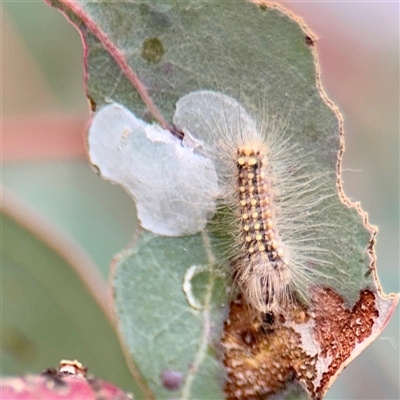 Glycaspis sp. (genus) at Kaleen, ACT - 12 Oct 2025 by Hejor1