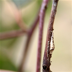 Machaerotinae sp. (subfamily) (Tube Spittlebug) at Kaleen, ACT - 12 Oct 2025 by Hejor1