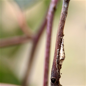 Machaerotinae sp. (subfamily) at Kaleen, ACT - 12 Oct 2025 by Hejor1