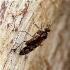 Sylvicola dubius (Wood-gnat) at Kaleen, ACT - 12 Oct 2025 by Hejor1