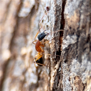 Camponotus consobrinus at Kaleen, ACT - 12 Oct 2025 by Hejor1