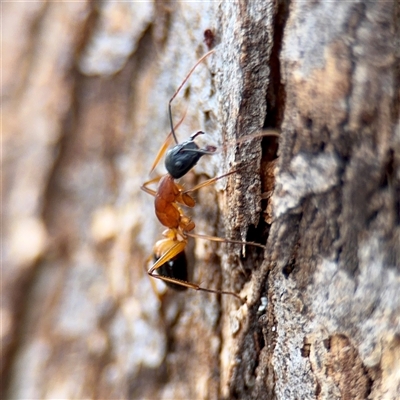 Camponotus consobrinus (Banded sugar ant) at Kaleen, ACT - 12 Oct 2025 by Hejor1