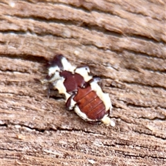 Platisus sp. (genus) at Kaleen, ACT - 12 Oct 2025 by Hejor1