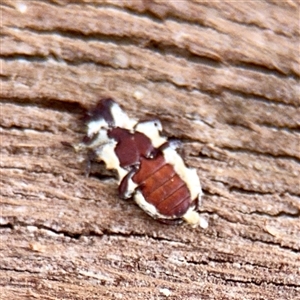Platisus sp. (genus) at Kaleen, ACT - 12 Oct 2025 by Hejor1