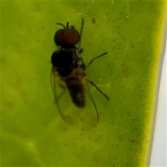 Austrosimulium sp. (Black fly) at Kaleen, ACT - 12 Oct 2025 by Hejor1