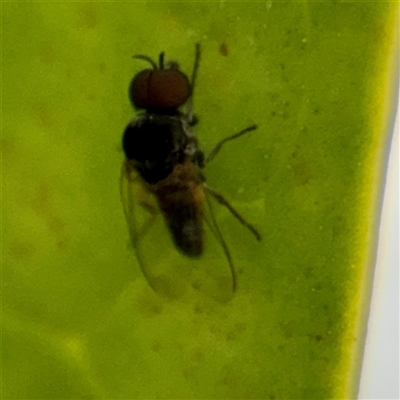 Austrosimulium sp. (Black fly) at Kaleen, ACT - 12 Oct 2025 by Hejor1