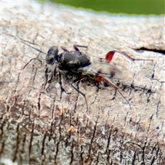 Chalcididae (family) (Unidentified chalcid wasp) at Kaleen, ACT - 12 Oct 2025 by Hejor1