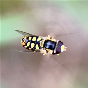 Simosyrphus grandicornis at Kaleen, ACT - 12 Oct 2025 by Hejor1