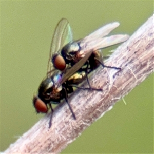 Agromyzidae (family) at Kaleen, ACT - 12 Oct 2025 by Hejor1