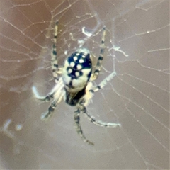 Araneus eburnus at Kaleen, ACT - 12 Oct 2025 by Hejor1