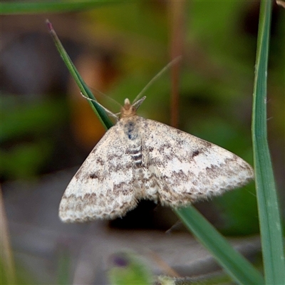 Scopula rubraria (Reddish Wave, Plantain Moth) at Kaleen, ACT - 12 Oct 2025 by Hejor1