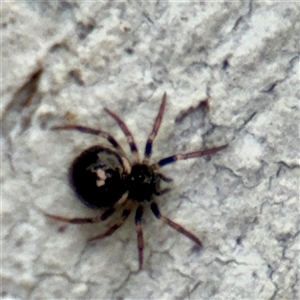 Araneae (order) at Kaleen, ACT - 12 Oct 2025 by Hejor1