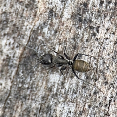 Camponotus aeneopilosus (A Golden-tailed sugar ant) at Kaleen, ACT - 12 Oct 2025 by Hejor1