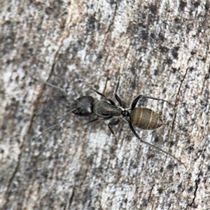 Camponotus aeneopilosus at Kaleen, ACT - 12 Oct 2025 by Hejor1