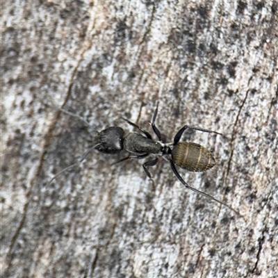 Camponotus aeneopilosus (A Golden-tailed sugar ant) at Kaleen, ACT - 12 Oct 2025 by Hejor1