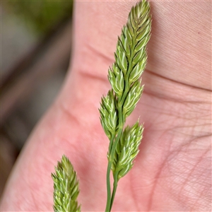 Dactylis glomerata at Kaleen, ACT - 12 Oct 2025 by Hejor1
