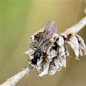 Formicidae (family) at Kaleen, ACT - 12 Oct 2025 by Hejor1