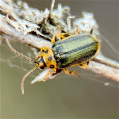 Xanthogaleruca luteola (Elm leaf beetle) at Kaleen, ACT - 12 Oct 2025 by Hejor1