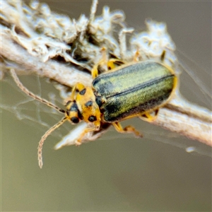 Xanthogaleruca luteola at Kaleen, ACT - 12 Oct 2025 by Hejor1