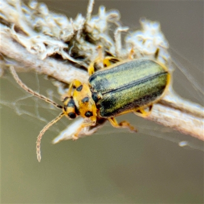 Xanthogaleruca luteola (Elm leaf beetle) at Kaleen, ACT - 12 Oct 2025 by Hejor1