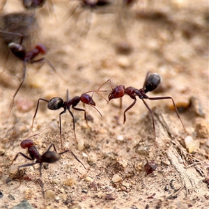 Iridomyrmex purpureus at Kaleen, ACT - 12 Oct 2025 by Hejor1