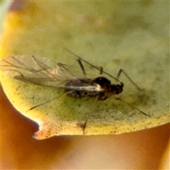 Aphididae (family) at Campbell, ACT - 13 Oct 2025 by Hejor1