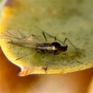 Aphididae (family) at Campbell, ACT - Yesterday by Hejor1
