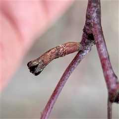 Apiomorpha sp. (genus) (A gall forming scale) at Kaleen, ACT - 12 Oct 2025 by Hejor1