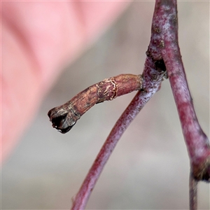 Eucalyptus insect gall at Kaleen, ACT - 12 Oct 2025 by Hejor1