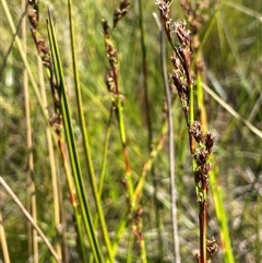 Machaerina rubiginosa (Soft Twig-rush) at Bundanoon, NSW - 11 Oct 2025 by JaneR
