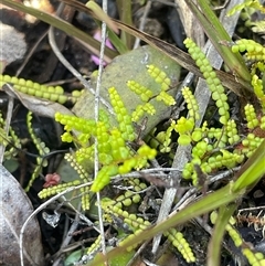 Gleichenia (genus) (A Coral Fern) at Bundanoon, NSW - 11 Oct 2025 by JaneR