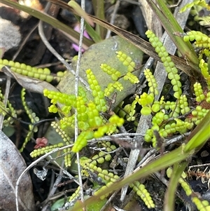 Gleichenia (genus) (A Coral Fern) at Bundanoon, NSW - 11 Oct 2025 by JaneR