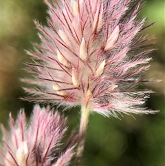 Trifolium arvense (Haresfoot Clover) at Crowther, NSW - 14 Oct 2025 by Frecko