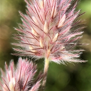 Unverified Plant at Crowther, NSW - Today by Frecko