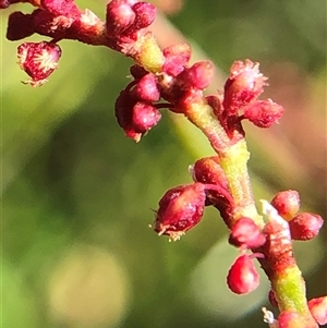 Unverified Plant at Crowther, NSW - Today by Frecko