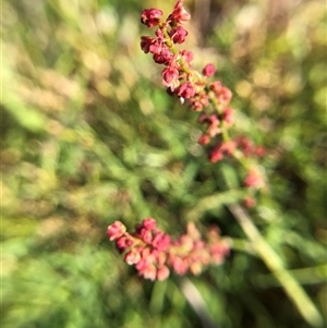 Unverified Plant at Crowther, NSW - Today by Frecko