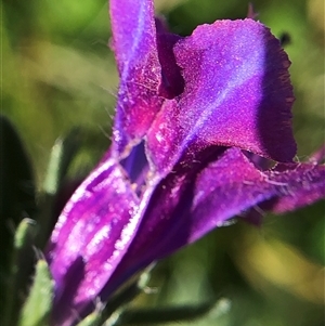 Echium plantagineum at Crowther, NSW - Today by Frecko