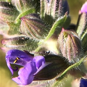 Unverified Plant at Crowther, NSW - Today by Frecko